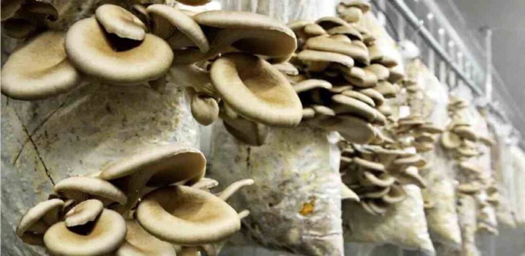 मशरूम की खेती कैसे करें संपूर्ण जानकारी | Mushroom Cultivation
