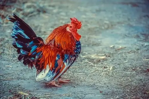 मुर्गी पालन का व्यापार बिजनेस कैसे शुरू करें Murgi Farm, Poultry Farm Business Plan in Hindi