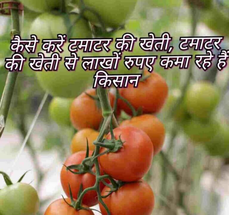 टमाटर की खेती कैसे करें और उपयुक्त मिट्टी कौन सी है | Tamatar Ki Kheti |how to cultivate tomato